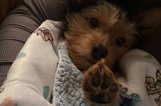 a dog lying in a blanket