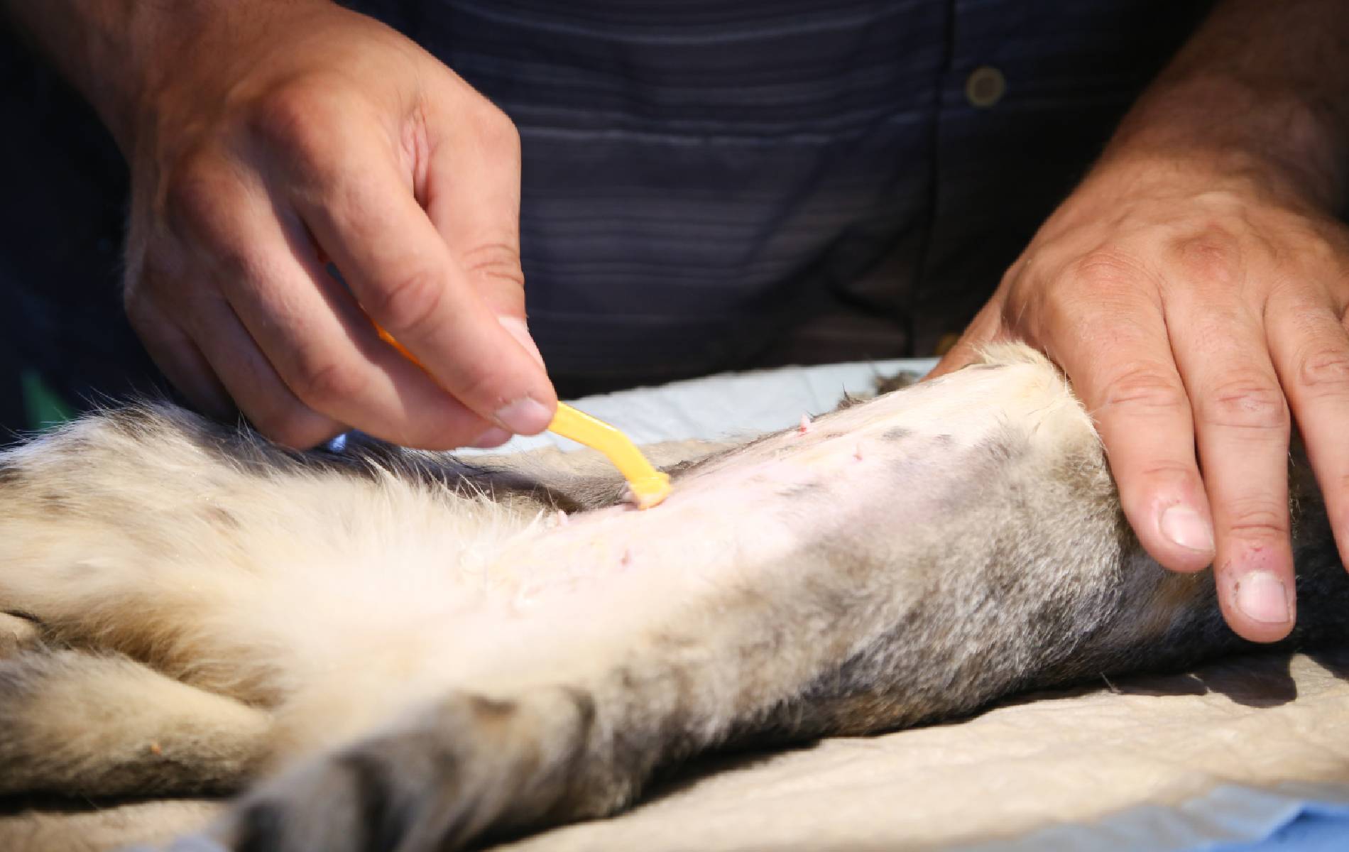 a person cleaning a cat leg<br />
