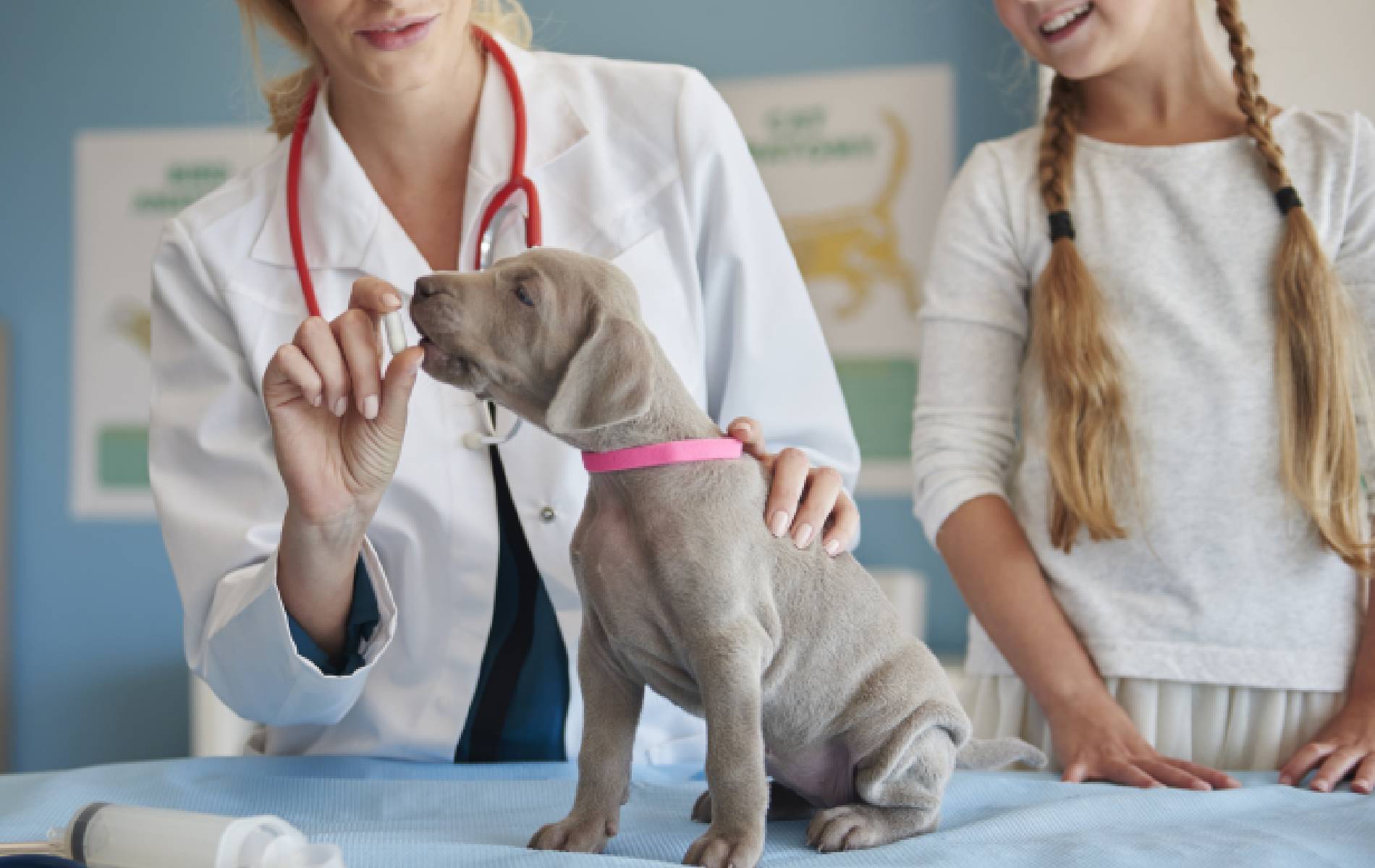 doctor giving ill puppy pill