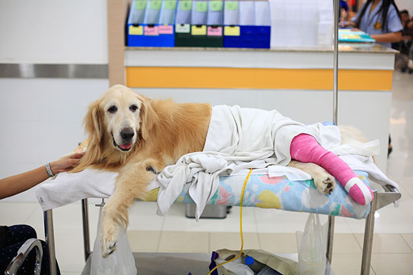a dog lying on a bed with a bandaged leg