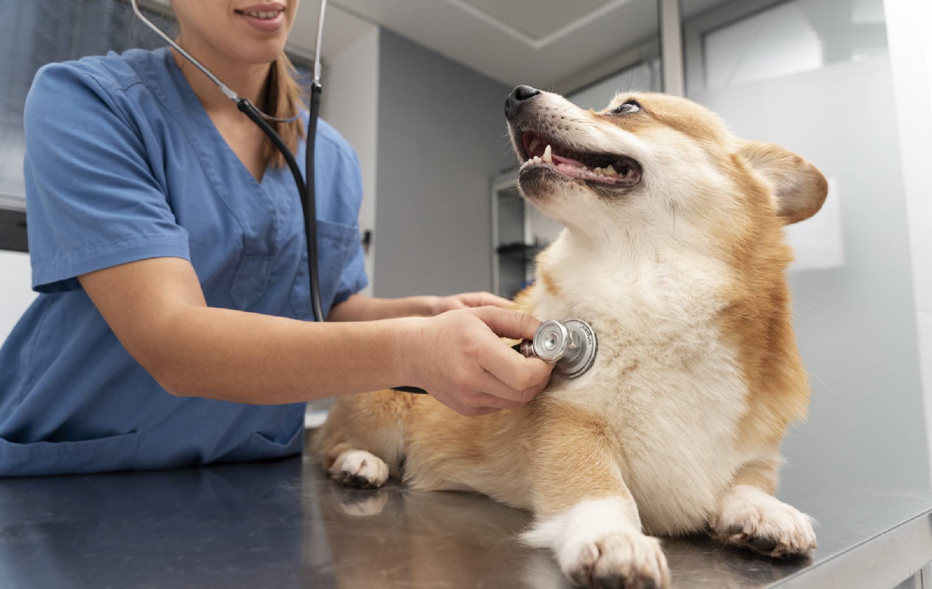 veterinarian taking care pet
